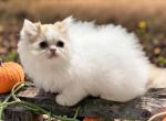 Red and white and black and white babies boys - Persian Kitten For Sale - 