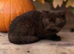 Neutered chocolate boy - Exotic Cat For Sale - Milford&comma; OH&comma; US