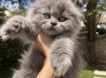 Stormy - Scottish Fold Kitten For Sale - 
