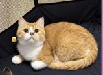 Redwhite Scottish straght - Scottish Straight Kitten For Sale - Oakland&comma; CA&comma; US