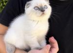 Gelato - Scottish Fold Kitten For Sale - 