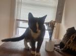 Mixed Kitten - American Shorthair Kitten For Sale - NJ&comma; US