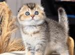 Melissa - Scottish Fold Kitten For Sale - 