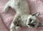 Lynx Point Female Siamese Kitten - Siamese Kitten For Sale - Oregon City&comma; OR&comma; US