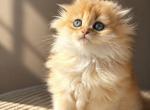Leo - Scottish Fold Kitten For Sale - 