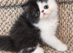 Black and white persian kitten - Persian Kitten For Sale - Fort Loudon&comma; PA&comma; US
