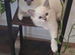 Cute Ragdoll Kittens - Ragdoll Kitten For Sale - Hesperia&comma; CA&comma; US