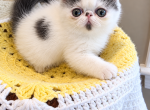 Exotic Shorthair persian - Exotic Kitten For Sale - Fort Loudon&comma; PA&comma; US
