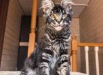 Violetta - Maine Coon Kitten For Sale - Miami&comma; FL&comma; US