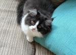 Black and White Female Perdoll with Stockings - Persian Kitten For Sale - McKinney&comma; TX&comma; US