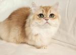 Malvina - Scottish Straight Cat For Sale - Denver&comma; CO&comma; US