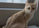Glory - Scottish Straight Cat For Sale - 