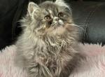 Blue tabby girl Lake of the Ozarks MO - Persian Kitten For Sale - Wichita&comma; KS&comma; US