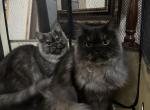 Monet and Renoir - Persian Kitten For Sale - Benbrook&comma; TX&comma; US