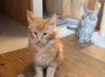 Sanderson - Maine Coon Kitten For Sale - 