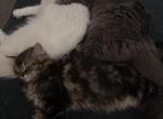 Midnight - Turkish Angora Kitten For Adoption - Dekalb&comma; IL&comma; US