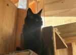 Rain - Maine Coon Kitten For Sale - Montgomery&comma; MA&comma; US