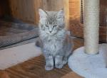 Marcy - Maine Coon Kitten For Sale - Montgomery&comma; MA&comma; US