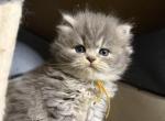 RESERVED   Agnes - Persian Kitten For Sale - Cayce&comma; SC&comma; US