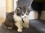 RESERVED Gru - Persian Kitten For Sale - Cayce&comma; SC&comma; US