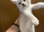 Kittens with white fur - American Bobtail Kitten For Sale - Agawam&comma; MA&comma; US