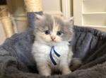 Margo - Persian Kitten For Sale - Cayce&comma; SC&comma; US