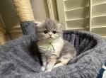 RESERVED Edith - Persian Kitten For Sale - Cayce&comma; SC&comma; US