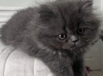 Thunder Cat - Persian Kitten For Sale - Fulshear&comma; TX&comma; US