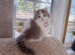 M034 - Minuet Kitten For Sale - Los Angeles&comma; CA&comma; US
