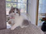 M034 - Minuet Kitten For Sale - Los Angeles&comma; CA&comma; US