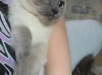 Skye Ragamese Blue Point - Siamese Kitten For Sale - 