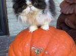 Black & White Boy - Persian Kitten For Sale - Kansas City&comma; MO&comma; US