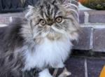 Brown Tabby & White Girl - Persian Kitten For Sale - Kansas City&comma; MO&comma; US