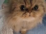 Leo - Persian Kitten For Adoption - Friendswood&comma; TX&comma; US