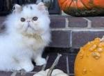 Brown Tabby & White male - Persian Kitten For Sale - Kansas City&comma; MO&comma; US