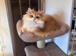 Barby - British Shorthair Kitten For Sale - San Mateo&comma; CA&comma; US