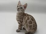 Trixie - Bengal Kitten For Sale - 