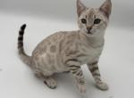 Dolly - Bengal Kitten For Sale - 