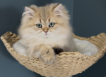 Tom - British Shorthair Kitten For Sale - Manhattan&comma; NY&comma; US