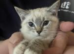 Ragamese - Siamese Kitten For Sale - 