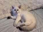 Kiki - British Shorthair Kitten For Sale - San Mateo&comma; CA&comma; US