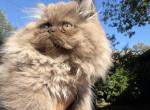Willow - Persian Kitten For Sale - 
