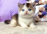 British Ivona - British Shorthair Kitten For Sale - Empire State&comma; NY&comma; US