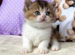 British Ivi - British Shorthair Kitten For Sale - Empire State&comma; NY&comma; US