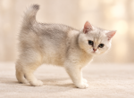 Chai - British Shorthair Kitten For Sale - Gainesville&comma; GA&comma; US