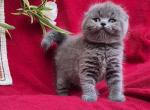 Scottish Lexi - Scottish Fold Kitten For Sale - Empire State&comma; NY&comma; US