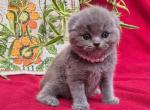 Scottish Lucas - Scottish Fold Kitten For Sale - Empire State&comma; NY&comma; US