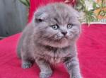 Scottish Lola - Scottish Fold Kitten For Sale - Empire State&comma; NY&comma; US