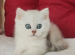 Scottish Avgust - Scottish Straight Kitten For Sale - Empire State&comma; NY&comma; US