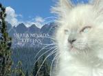 Sierra Nevada Kittens - Exotic Kitten For Sale - Portola&comma; CA&comma; US